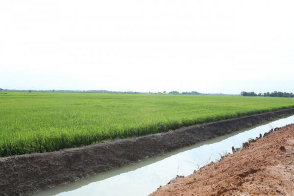 Sawah dengan irigasi yang bagus (Foto: Ist) 