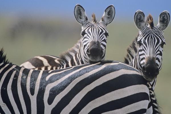 Hewan Zebra (FOTO: BBC) 