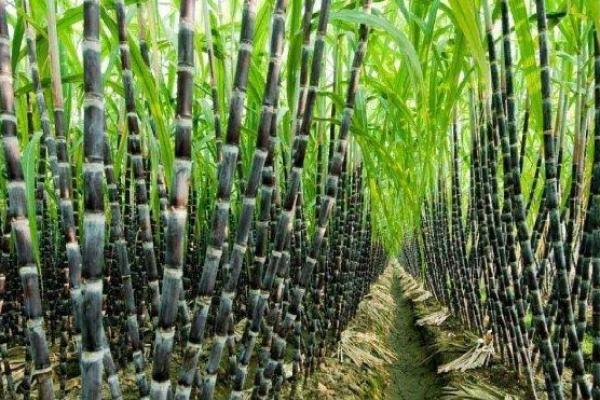 Perluasan lahan tebu menjadi salah satu cara menggenjot produksi gula. (foto:Kebun Tebu) 