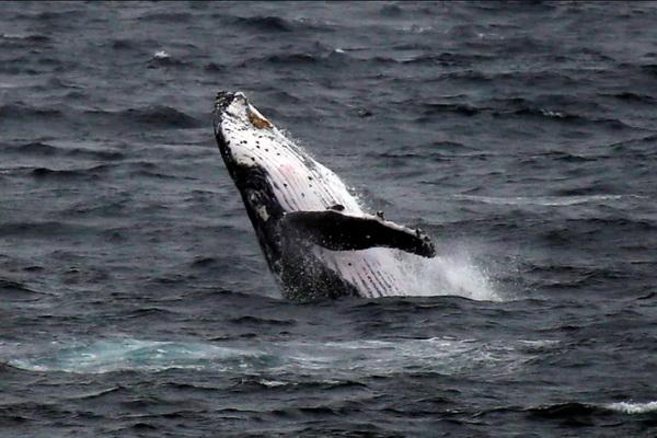 Seekor Paus Menembus Pantai New Hampshire, Perahu Terbalik, Dua Orang Jatuh ke Air