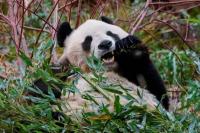 Akan Dikembalikan ke China setelah 12 Tahun, Inggris Ucapkan Perpisahan pada Panda Raksasa