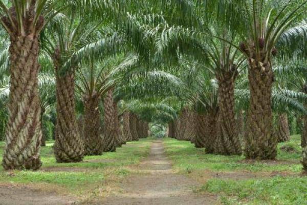 Ilustrasi - Kebun kelapa sawit PTPN VII Lampung (Foto: dok. katakini) 