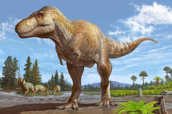 Rekonstruksi spesies dinosaurus Tyrannosaurus mcraeensis yang baru diidentifikasi oleh seniman di New Mexico, AS. Handout via Reuters 