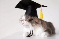 Hibur Mahasiswa dan Dosen, Seekor Kucing Dapat Gelar Kehormatan dari Vermont College