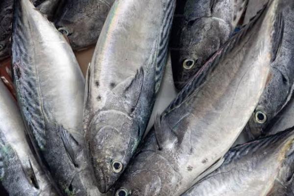 Peluang Buat Indonesia, Mayoritas Ikan Swedia Berasal Dari Impor