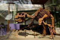 Fosil yang Ditemukan Tiongkok Ungkap Evolusi Kulit pada Dinosaurus Berbulu