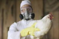 WHO Konfirmasi Manusia Pertama Meninggal karena Strain Flu Burung Baru