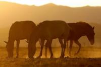 Studi Genom Menunjukkan Kecepatan Lari Kuda Seiring Sejarah Manusia