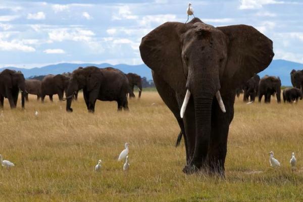 Penelitian Menunjukkan Gajah Kemungkinan Saling Sapa dengan Nama Masing-masing