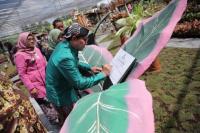 Mendes PDTT Resmikan Destinasi Aglaonema Park Pertama di Indonesia