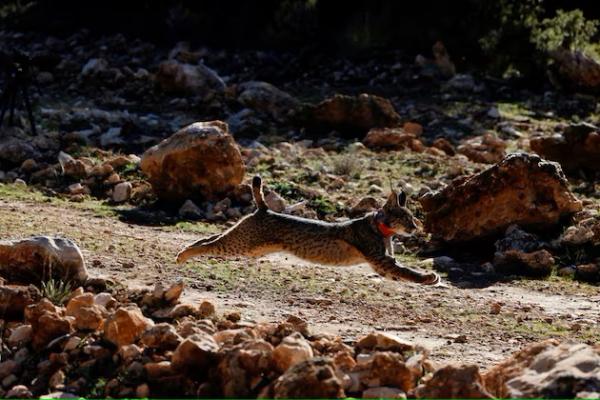 Kucing Kutub Spesies Lynx Eropa Bangkit Kembali dari Ambang Kepunahan