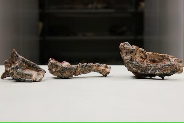 Mirip Buaya, Fosil Reptil Purba sebelum Zaman Dinosaurus Ditemukan di Brazil