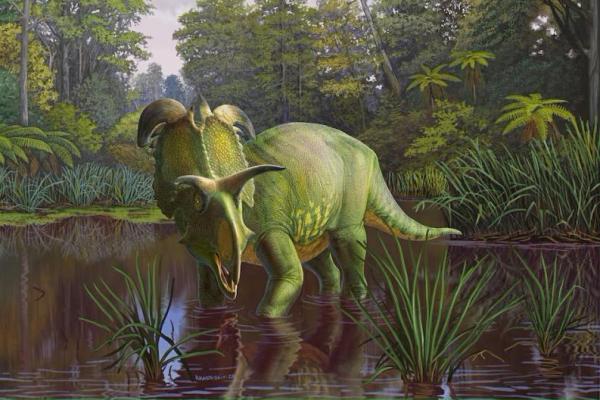 Gambar selebaran menunjukkan dinosaurus bertanduk Lokiceratops Zaman Kapur yang baru diidentifikasi, yang fosilnya digali di tanah tandus Montana, AS. Handout via REUTERS 
