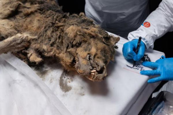 Para ilmuwan melakukan otopsi serigala purba, di laboratorium Universitas Federal Timur Laut di Yakutsk, Rusia 18 Juni 2024. Handout via REUTERS 