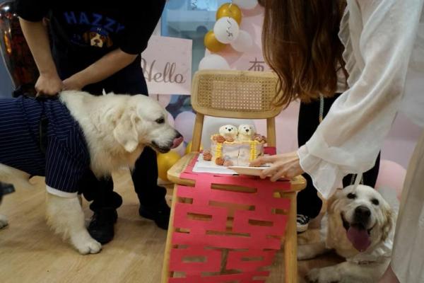Anjing Golden Retriever Bond dan Bree menunggu untuk memakan kue pengantin mereka saat menikah di Shanghai, Tiongkok 29 Juni. REUTERS 