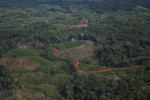 Deforestasi di Kolombia Turun ke Titik Terendah Sepanjang Sejarah Tahun Lalu