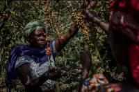Kisah Janda Petani Kopi di Kongo, Masa Depan Suram akibat Konflik dan Penyelundupan
