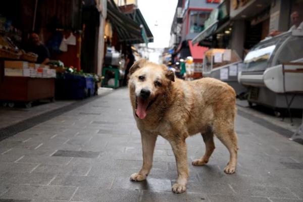 Turki Sahkan UU untuk Menempatkan Anjing Liar di Tempat Penampungan