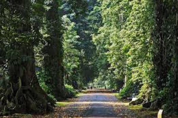 Kebun Raya Sampaikan Pesan Konservasi Dalam Bahasa Musik