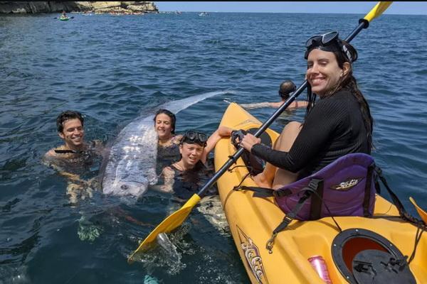 Pengayuh Kayak Temukan Ikan Kiamat Langka di Lepas Pantai California