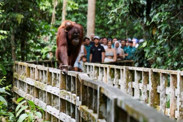 Malaysia Umumkan Rencana Adopsi Orangutan bagi Importir Minyak Kelapa Sawit