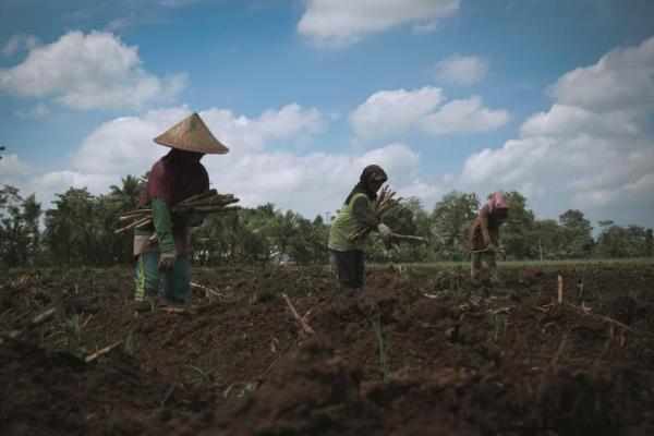 Hore, SGN Perkuat Tebu Rakyat dengan KUR Khusus Berbunga Rendah  