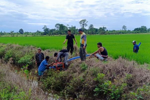 Lewat Pompanisasi, Kementan Berhasil Perluas Areal Tanam Kalimantan Utara