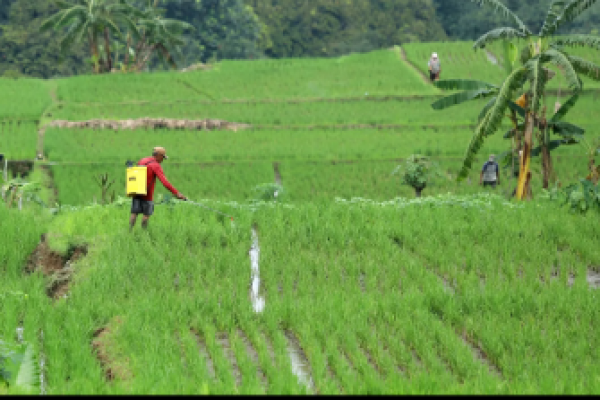 Presiden Prabowo Subianto memerintahkan percepatan program cetak 3 juta hektare sawah. (foto:area persawahan) 