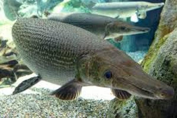 Ikan Alligator Gar dilarang dipelihara dan diperjualbelikan karena bisa merusak ekosistem perairan (foto:detik) 