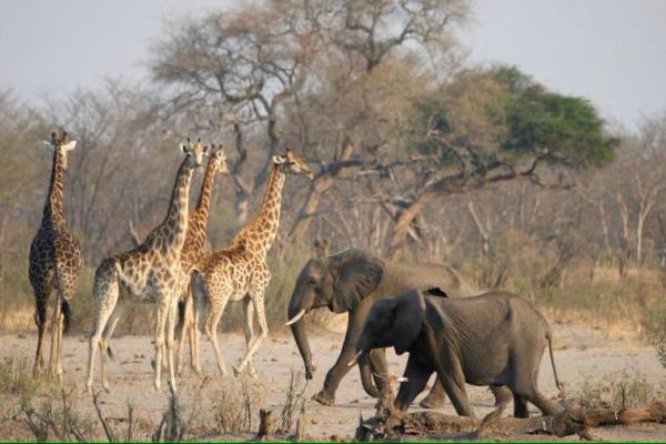 Demi Beri Makan Orang-orang yang Kelaparan, Zimbabwe Berencana Musnahkan 200 Ekor Gajah