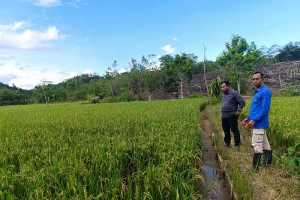 Kepala Pusat Pelatihan Pertanian BPPSDMP Kementan, Muhammad Amin, melakukan kunjungan ke lahan sawah tadah hujan di Desa Longsam, Kecamatan Tanjung Palas Barat, Kabupaten Bulungan, Kalimantan Utara (Foto: Kementan) 