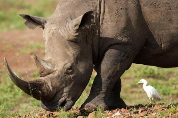 Total 586 badak dibunuh di Afrika pada tahun 2023, sebagian besar di antaranya di Afrika Selatan, yang memiliki populasi badak tertinggi dengan perkiraan 16.056. (FOTO: AP) 