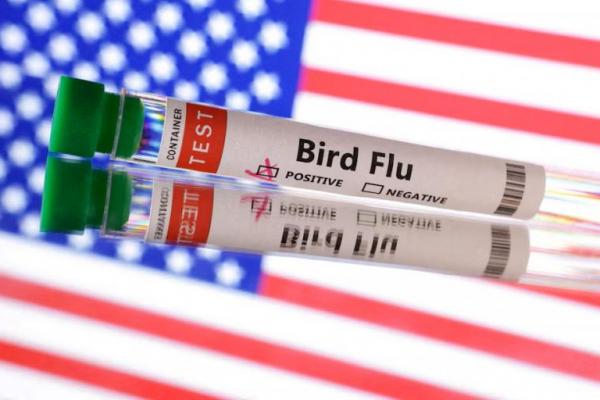 California Laporkan Flu Burung pada Dua Orang yang Kontak dengan Sapi yang Terinfeksi