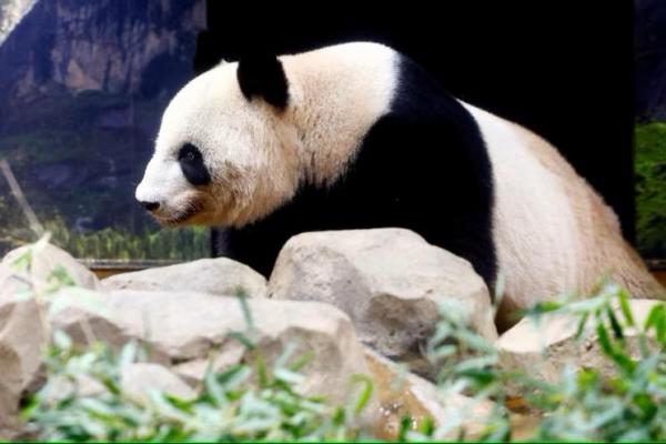 Panda raksasa berusia 19 tahun Shin Shin terlihat pada hari terakhir sebelum kembali ke Tiongkok, di Kebun Binatang Ueno di Tokyo, Jepang 28 September 2024. REUTERS 