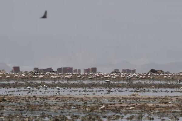 Burung flamingo, yang mendiami wilayah dekat kota, berdiri di Danau Uru Uru, di Oruro, Bolivia pada 5 Oktober 2024. REUTERS 