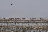 Jadi Rumah Bagi Burung Flamingo, Danau Uru Uru Bolivia Tertutup 180 Ton Sampah