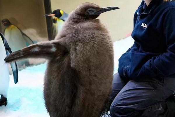 Viral! Pesto Si Bayi Penguin Raja, Makan 25 Ekor Ikan Setiap Hari