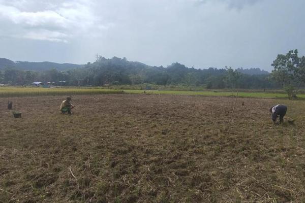 Sebagian padi di lahan sawah Desa Antutan, Kecamatan Tanjung Palas, Kabupaten Bulungan, Kalimantan Utara telah dipanen, Kementan dorong percepatan tanam pasca panen (Foto: Kementan) 