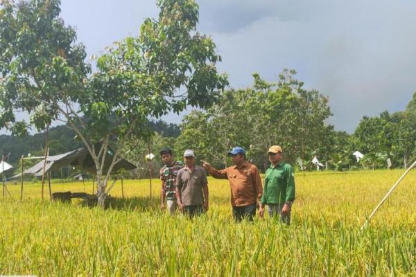 Kepala Pusat Pelatihan Pertanian BPPSDMP Kementan, Muhammad Amin melakukan kunjungan langsung ke lahan sawah tadah hujan di Desa Antutan, Kecamatan Tanjung Palas, Kabupaten Bulungan, Kalimantan Utara (Foto: Kementan) 