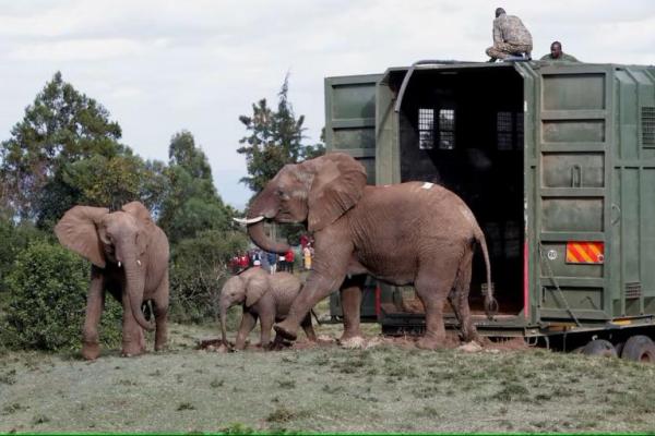 Sekelompok gajah keluar dari kontainer transportasi khusus selama latihan translokasi di Taman Nasional Aberdare, di Mweiga, Kabupaten Nyeri, Kenya, 14 Oktober 2024. REUTERS 