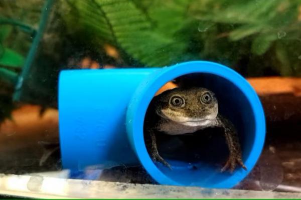 Seekor katak yang terancam punah dalam kandang karantina di Kebun Binatang Nasional, di Santiago, Cile dalam foto selebaran yang diperoleh Reuters pada 15 Oktober 2024. 