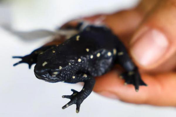 Andrea Galeano, kepala koleksi amfibi dan reptil memegang katak Atelopus marinkellei di Villa de Leyva, Kolombia, 11 Oktober 2024. REUTERS 