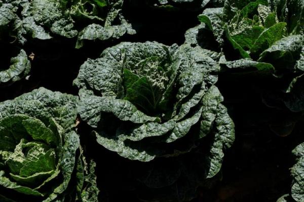 Kubis kimchi terlihat di ladang kubis kimchi desa Anbandeogi di Gangneung, Korea Selatan, 22 Agustus 2024. REUTERS 