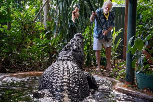 Buaya Penangkaran Terbesar Dunia di Australia Mati dalam Usia 110 Tahun