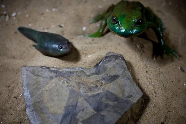 Fosil kecebong tertua di dunia, yang hidup berdampingan dengan dinosaurus, di Buenos Aires, Argentina 28 Oktober 2024. REUTERS 