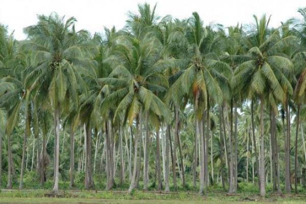 Tanaman Kelapa direkomendasikan sebagai komoditas pokok swasembada pangan. (foto:kebun kelapa) 