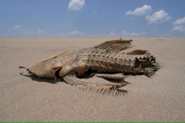 Bangkai ikan terlihat di gundukan pasir yang muncul di tengah Sungai Solimoes di Cekungan Amazon,  negara bagian Amazonas, Brasil 20 September 2024. REUTERS 