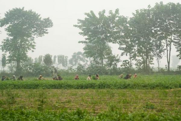 Orang-orang bekerja di ladang ketumbar di tengah kabut asap di pinggiran Lahore, Pakistan 7 November 2024. REUTERS 