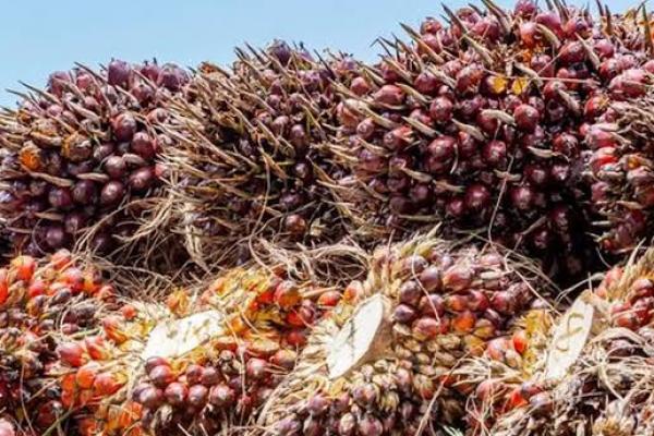 Kebijakan biodiesel B40 dipastikan tidak akan mengganggu kebutuhan CPO untuk minyak goreng. (foto:kelapa sawit/liputan6) 