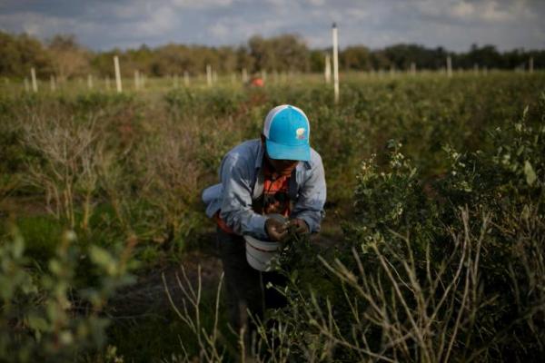 Seorang pekerja migran Meksiko memetik blueberry saat panen di sebuah pertanian di Lake Wales, Florida, AS, 31 Maret 2020. REUTERS 